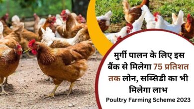 Poultry Farming Scheme 2023